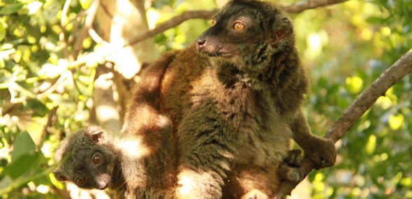 Lemur de cara blanca con su cría. Faunia